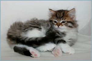 Male Siberian Kitten from Deedlebug Siberians